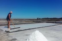 Figueira da Foz, rice paddies and saline pans excursion from Coimbra