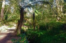 Bussaco Forest walking experience from Coimbra