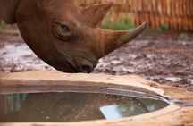 Sheldrick Wildlife Trust, Karen Blixen Museum and Giraffe Center tour