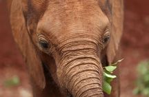 Half-day David Sheldrick Wildlife Trust tour