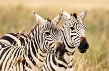 Full-day Nairobi National Park tour