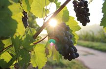 Half-day tour of Peljesac with wine tasting and visit of Ston city