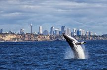 Sydney whale-watching cruise with breakfast or lunch