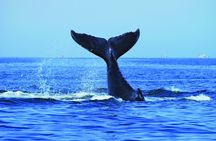 Sydney luxury whale-watching cruise with lunch