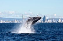 Sea World whale-watching cruise with 100% sighting guarantee
