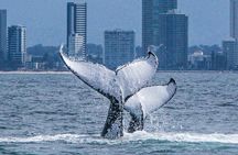 Sea World whale-watching cruise with 100% sighting guarantee