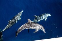 Sea World whale-watching cruise with 100% sighting guarantee