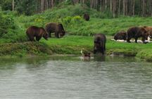 Visit to a Bear Sanctuary from Budapest