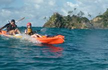 Kayak with the dolphins