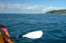 Kayak with the dolphins