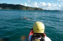 Kayak with the dolphins