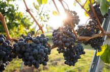 Hunter Valley wine tour with lunch from Sydney