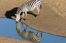 Two-day wildlife safari from Mombasa with stay at Salt Lick Lodge