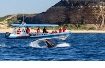 Humpback Whale encounter tour
