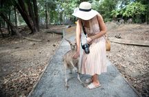 Daintree and Cape Tribulation day tour