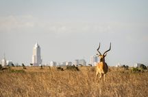 Half-day Nairobi National Park tour