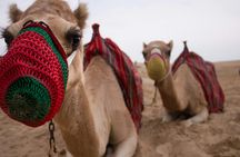 Private morning desert safari from Abu Dhabi