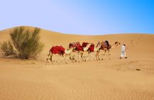 Camel ride with optional dinner at the camp in Ras Al Khaimah