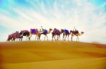 Camel ride with optional dinner at the camp in Ras Al Khaimah