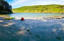 Kayaking and evening penguin tour
