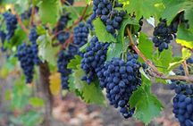 Sonoma and Napa Valley full-day wine tour from San Francisco