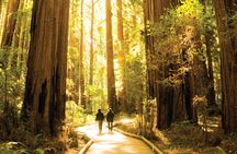 Muir Woods and Sausalito guided tour from San Francisco