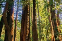Muir Woods and Sausalito guided tour from San Francisco