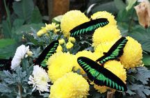 Private Cameron Highlands Nature tour