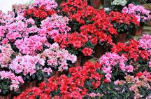 Private Cameron Highlands Nature tour