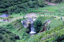 Private Cameron Highlands Nature tour