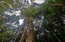 Taman Negara jungle tour