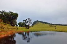 Porto Moniz, Fanal and Cabo Cabo Girão full-day tour from Funchal
