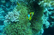 Hamata Snorkeling Cruise from Marsa Alam with Lunch and Drinks