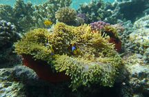 Hamata Snorkeling Cruise from Marsa Alam with Lunch and Drinks