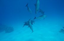 Satayah Reef Snorkeling Tour from Marsa Alam with Lunch and Drinks