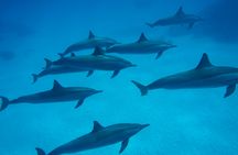 Satayah Reef Snorkeling Tour from Marsa Alam with Lunch and Drinks