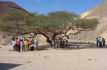 Morning buggy tour with camel ride in Marsa Alam