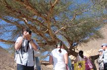 Morning buggy tour with camel ride in Marsa Alam