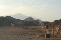 Morning buggy tour with camel ride in Marsa Alam
