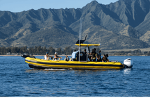 1.5-hour guided marine life boat tour in Oahu