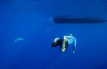 North Shore Oahu snorkeling tour