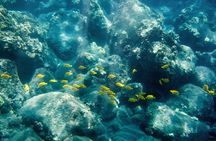 5-hour morning Kealakekua Bay snorkel adventure