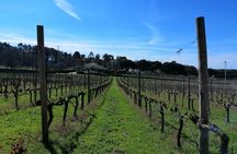 Dão full-day tour from Coimbra with wine tasting and lunch