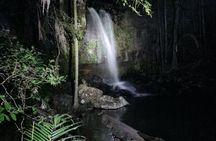 Evening rainforest and glow worm tour