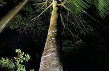 Evening rainforest and glow worm tour