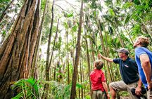 Natural Bridge and Springbrook tour