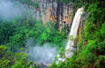 Natural Bridge and Springbrook tour