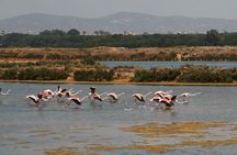 Ria Formosa birdwatching boat tour