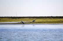 Ria Formosa birdwatching boat tour