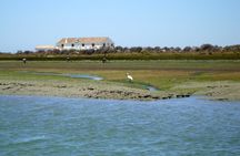 Ria Formosa birdwatching boat tour